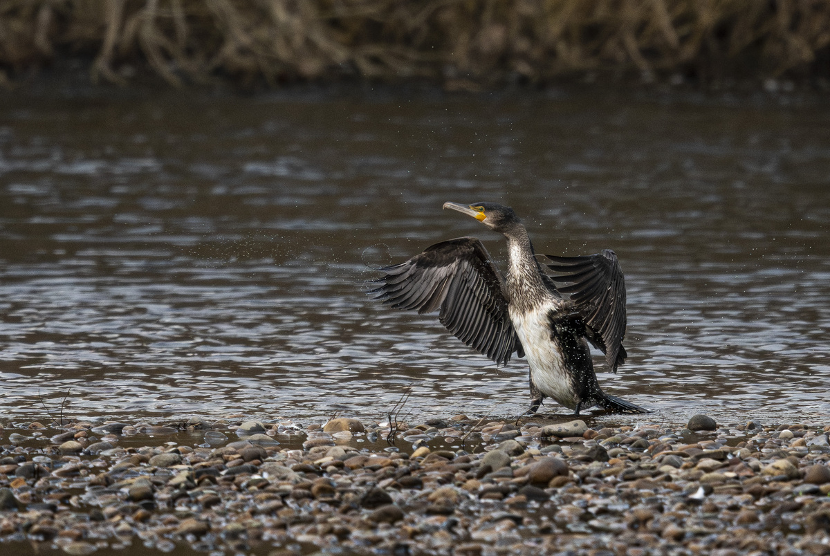 HC- Drip dry cormorant - Angus Reid